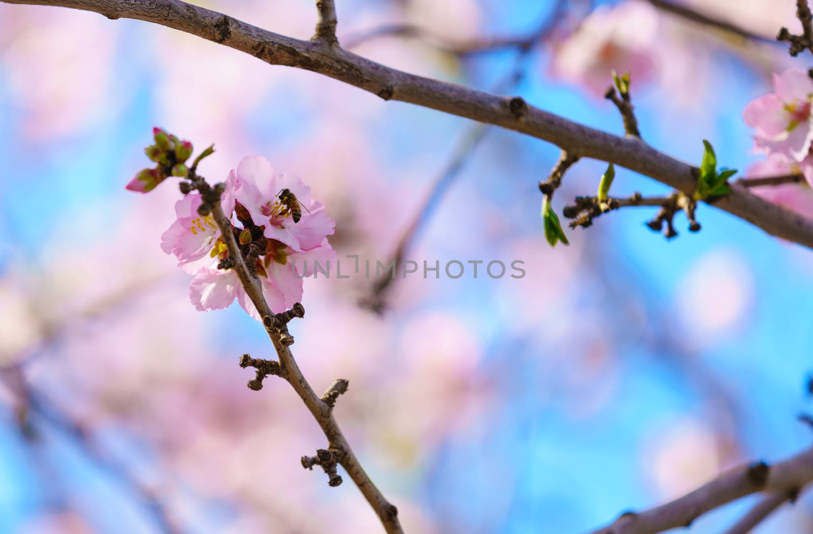 Blossoming peach tree branch close-up against the sky