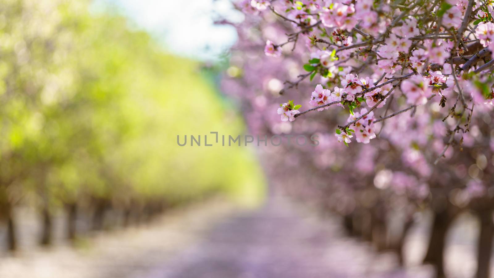 Agricultural landscape, a garden with flowering fruit trees