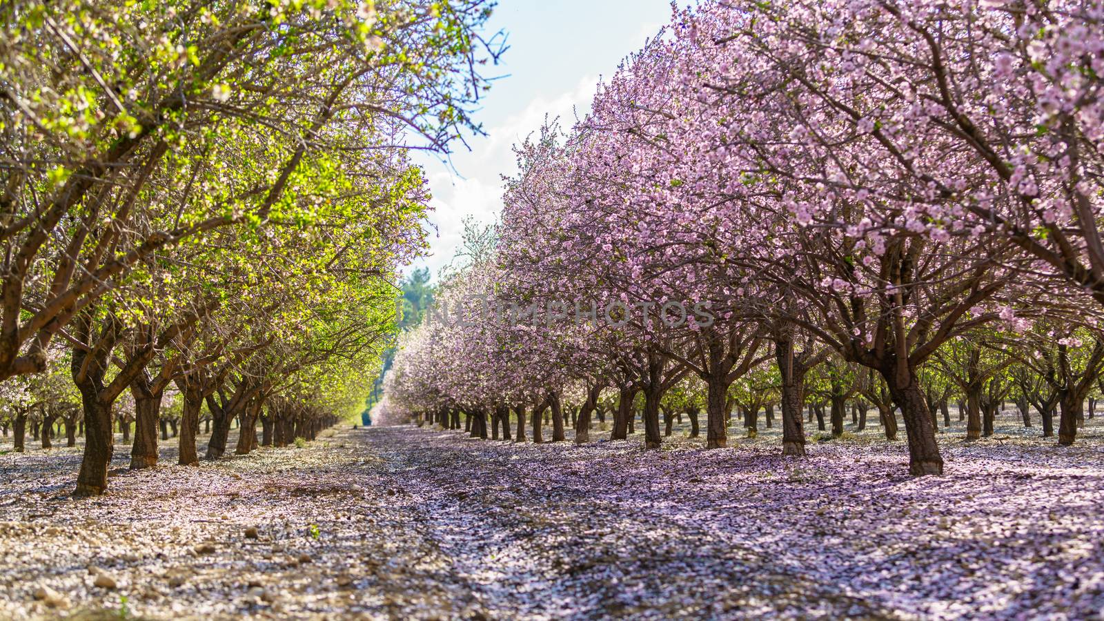 Agricultural landscape, a garden with flowering fruit trees