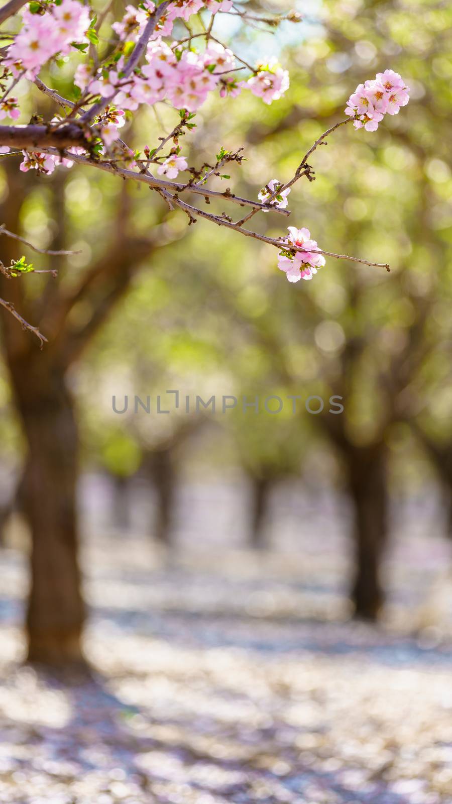 Blossoming peach tree branch close-up 