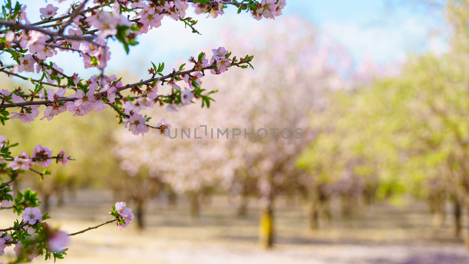 Blossoming peach tree branch close-up