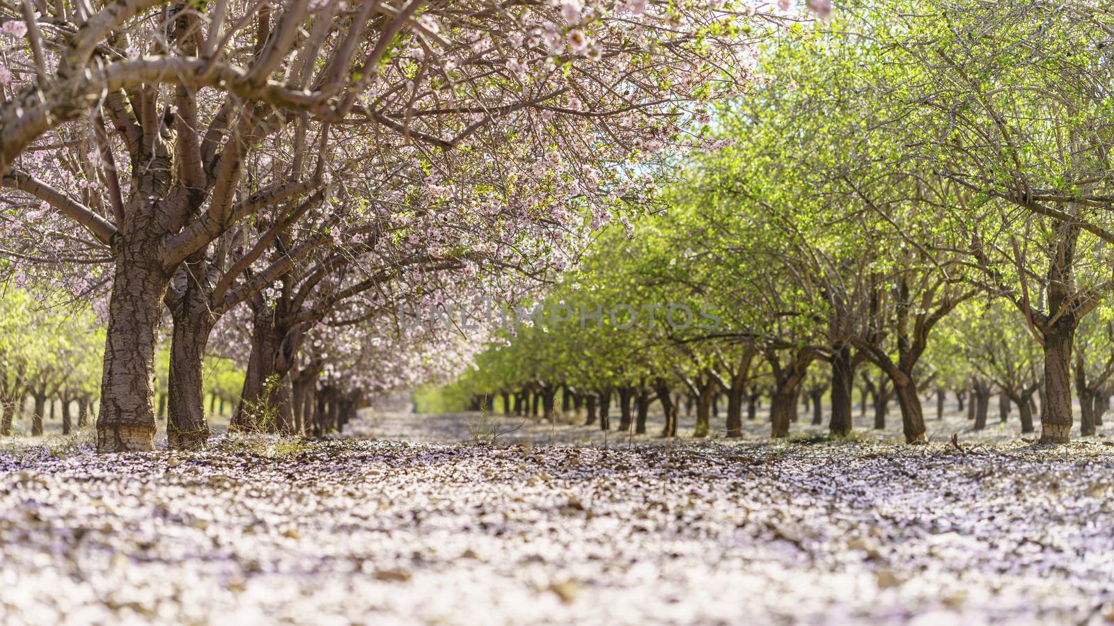 Agricultural landscape, a garden with flowering fruit trees