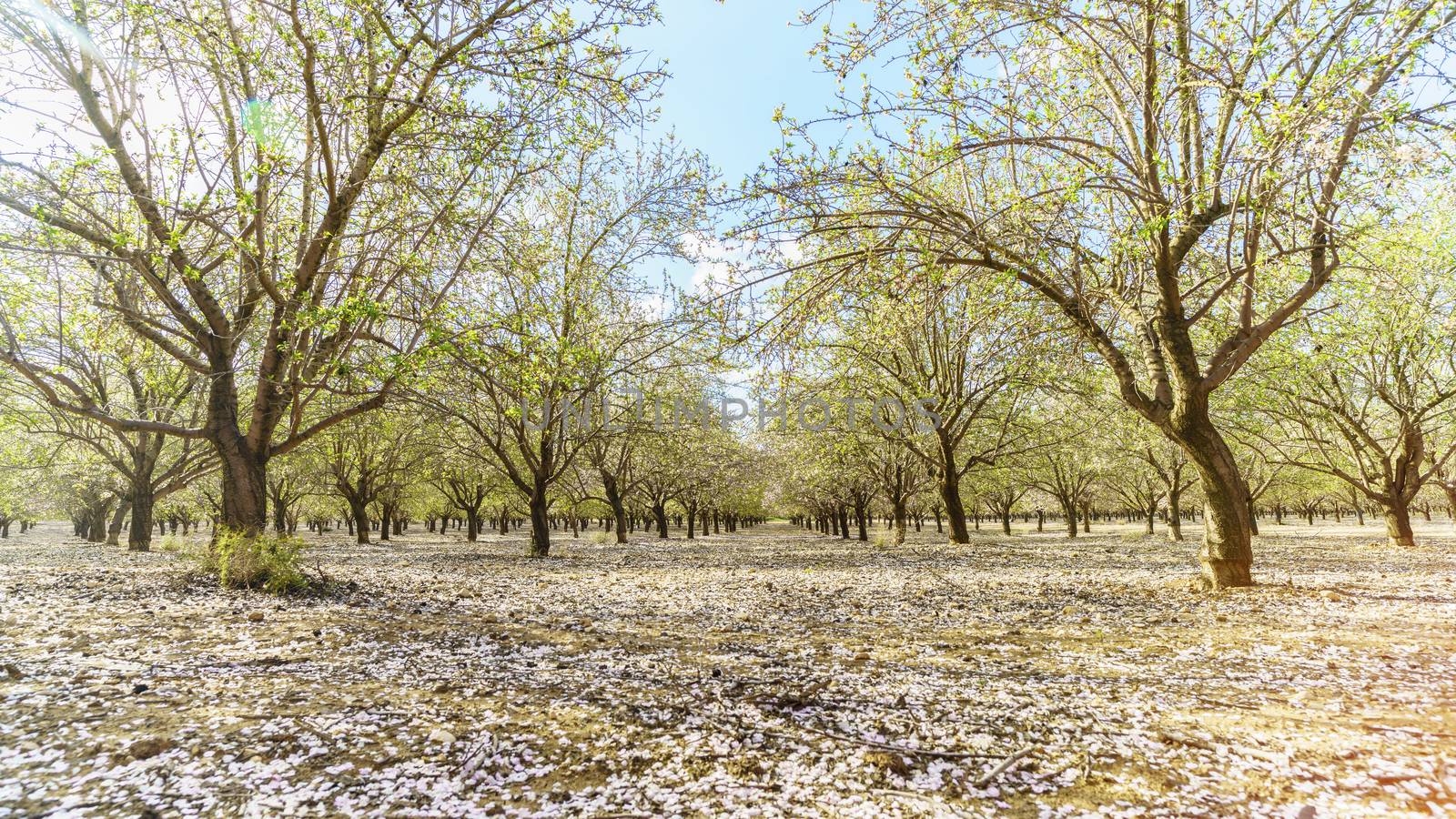 Agricultural landscape, a garden with flowering fruit trees