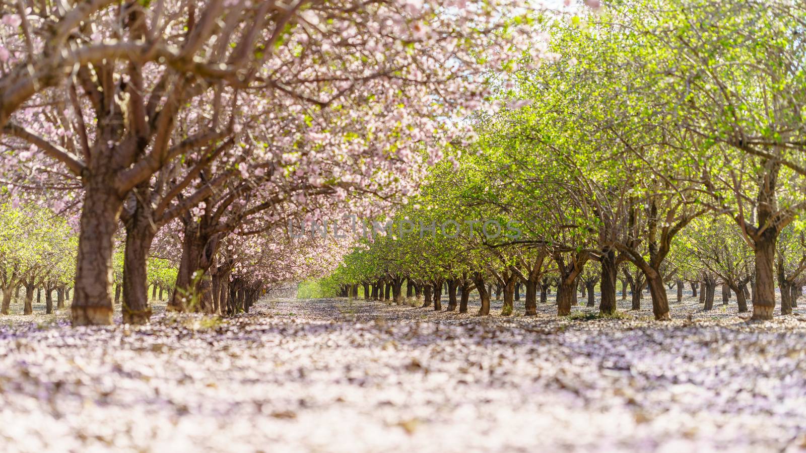 Agricultural landscape, a garden with flowering fruit trees