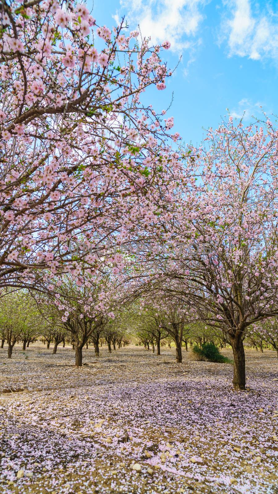Agricultural landscape, a garden with flowering fruit trees