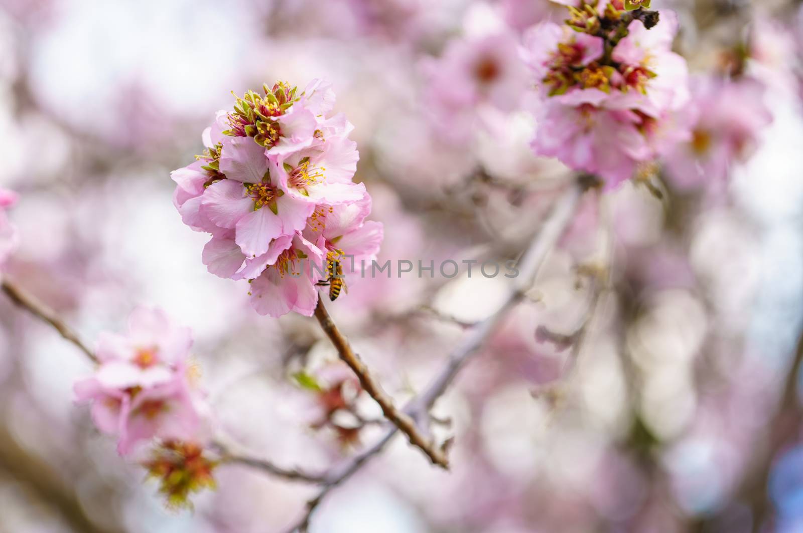 Blossoming peach tree branch close-up 