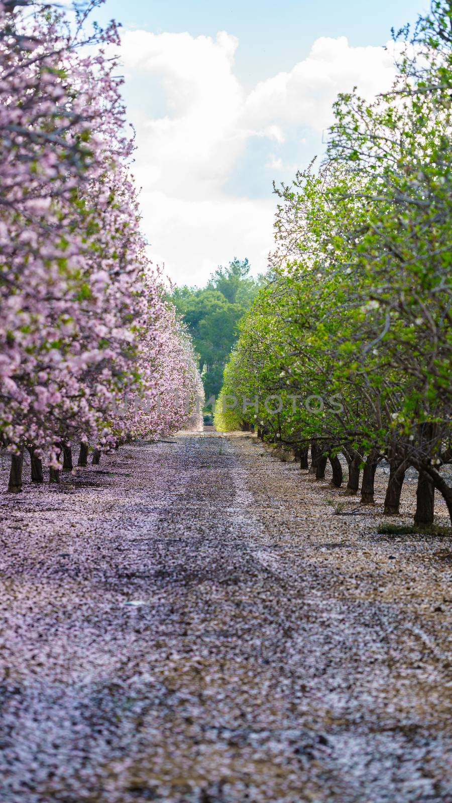 Agricultural landscape, a garden with flowering fruit trees