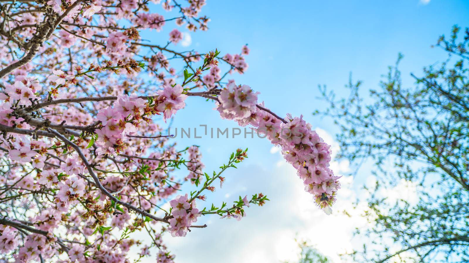 Blossoming peach tree branch close-up against the sky
