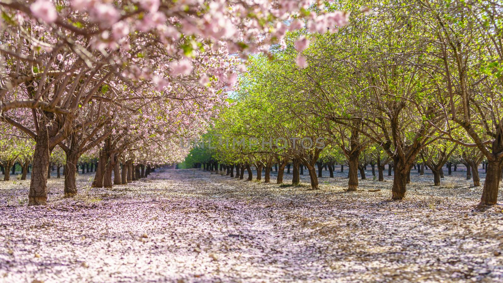 Agricultural landscape, a garden with flowering fruit trees