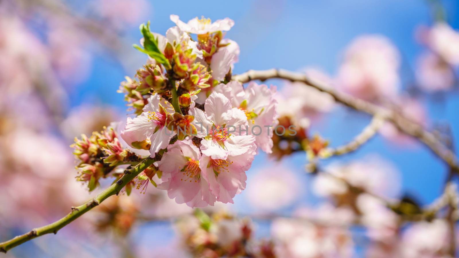 Blossoming peach tree branch close-up against the sky