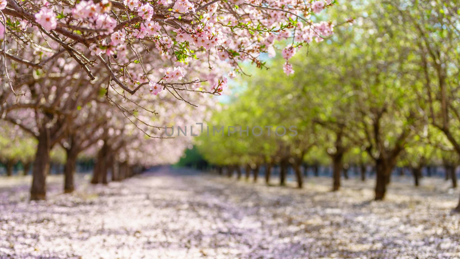 Agricultural landscape, a garden with flowering fruit trees