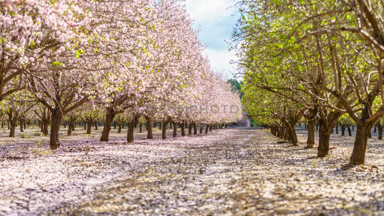 Agricultural landscape, a garden with flowering fruit trees