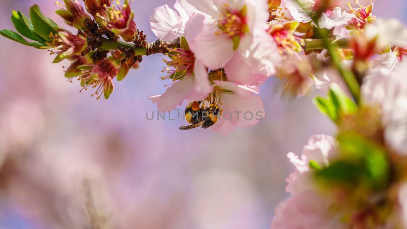 Blossoming peach tree branch close-up