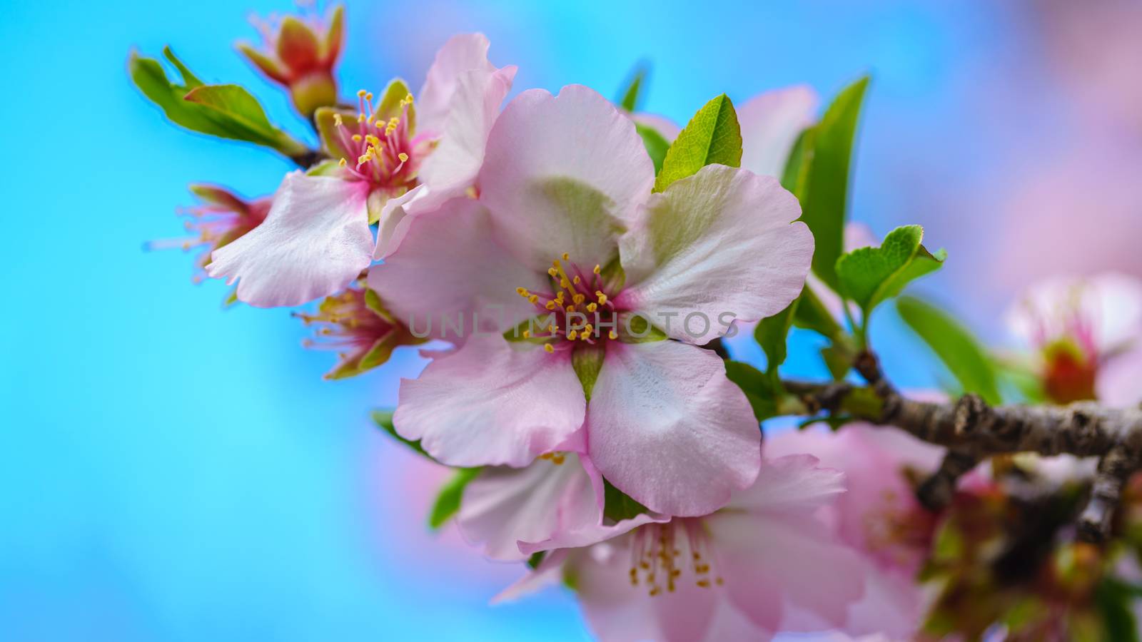 Blossoming peach tree branch close-up against the sky