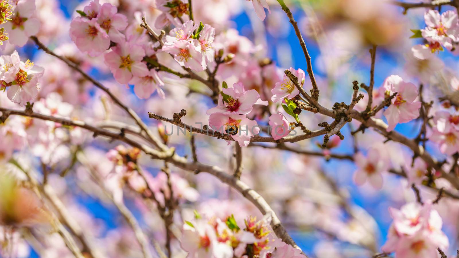 Blossoming peach tree branch close-up