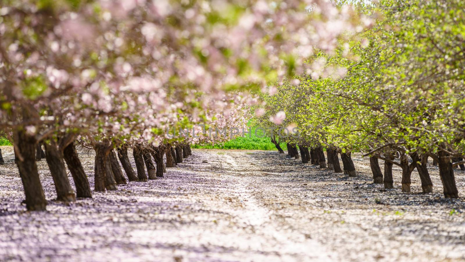 Agricultural landscape, a garden with flowering fruit trees