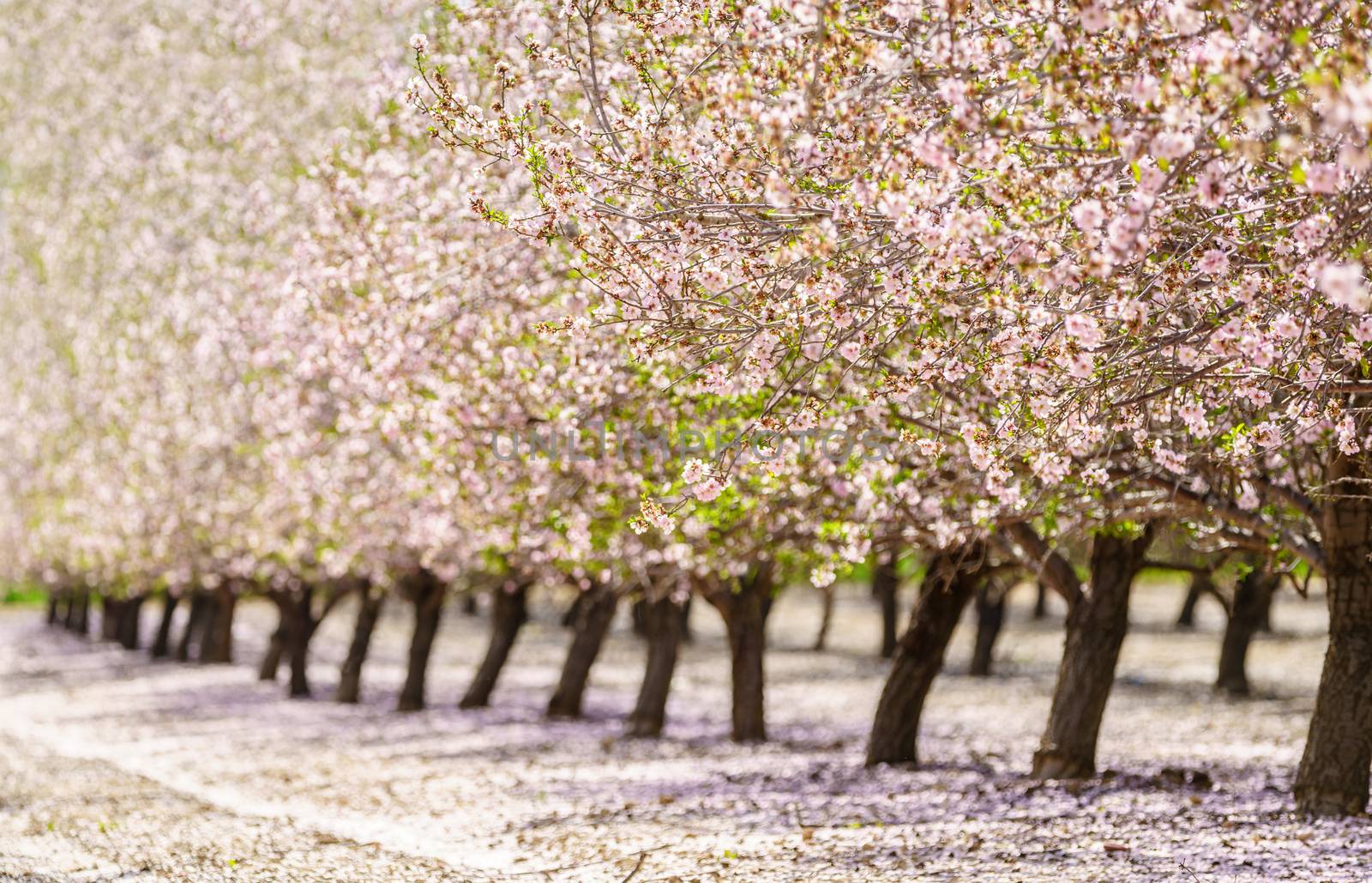 Agricultural landscape, a garden with flowering fruit trees