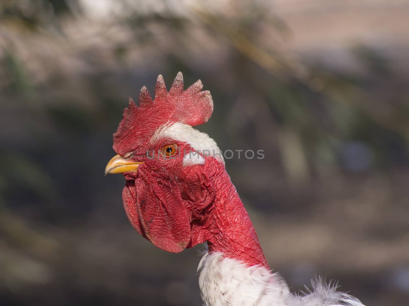 Bald-necked rooster walking around the yard. 