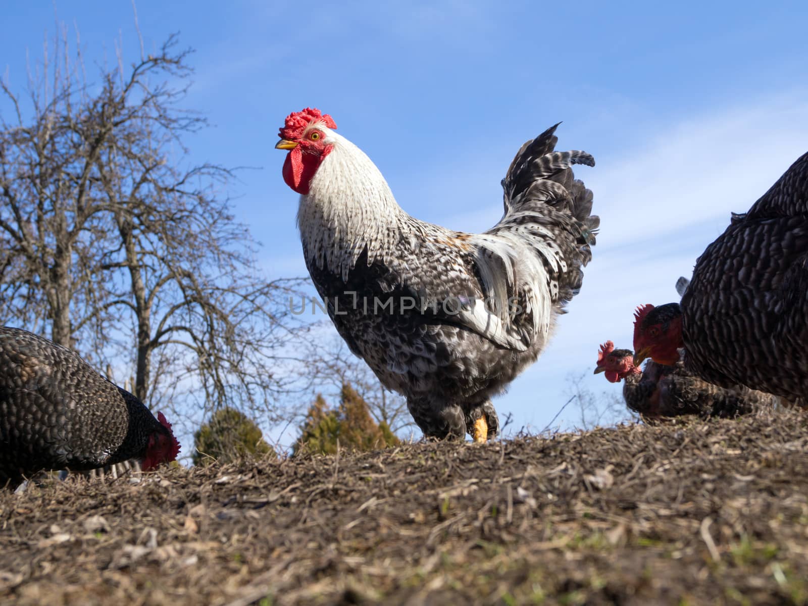 The big white cock ruler of the yard.