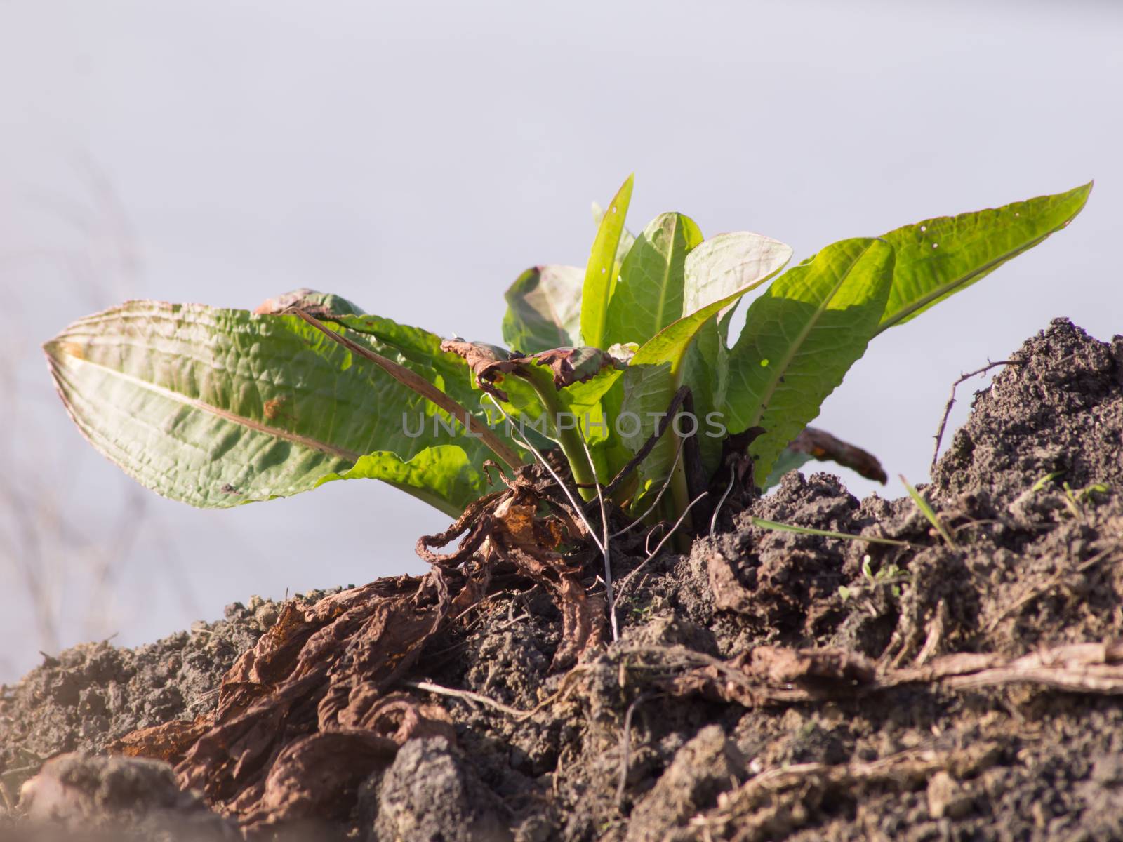 Meadow dock (Rumex obtusifolius L.) plants in the fields.