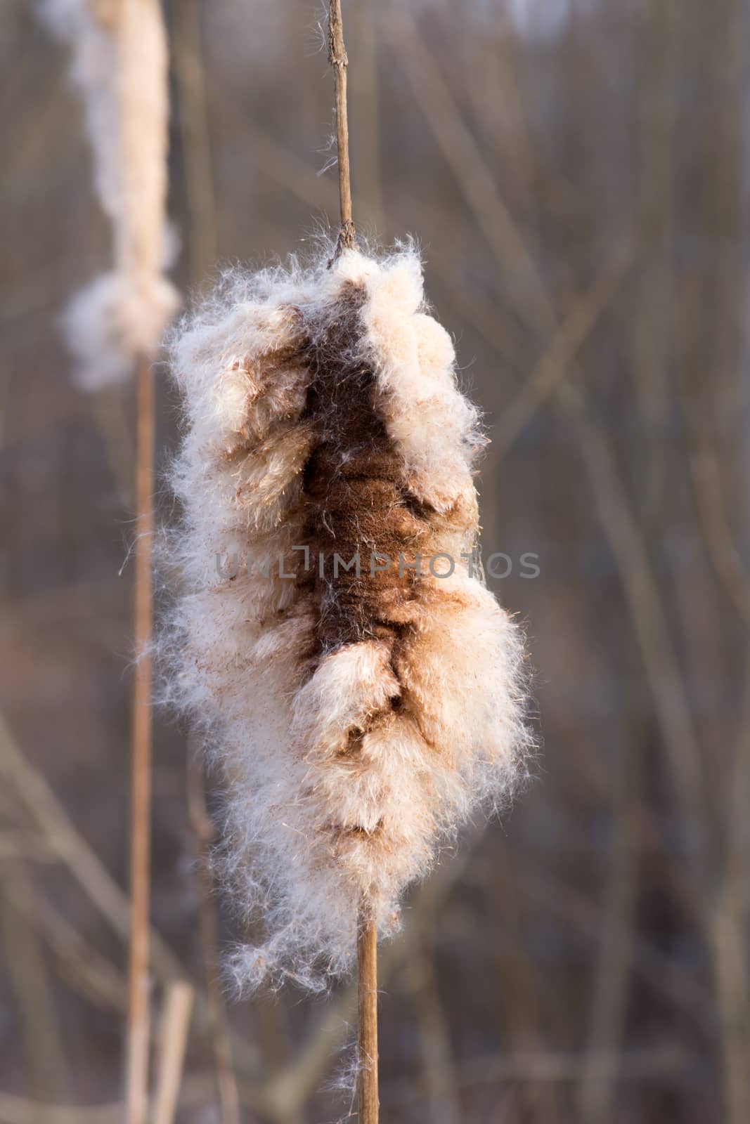 Cattail (Typha latifolia) mace made from the seeds disperse.