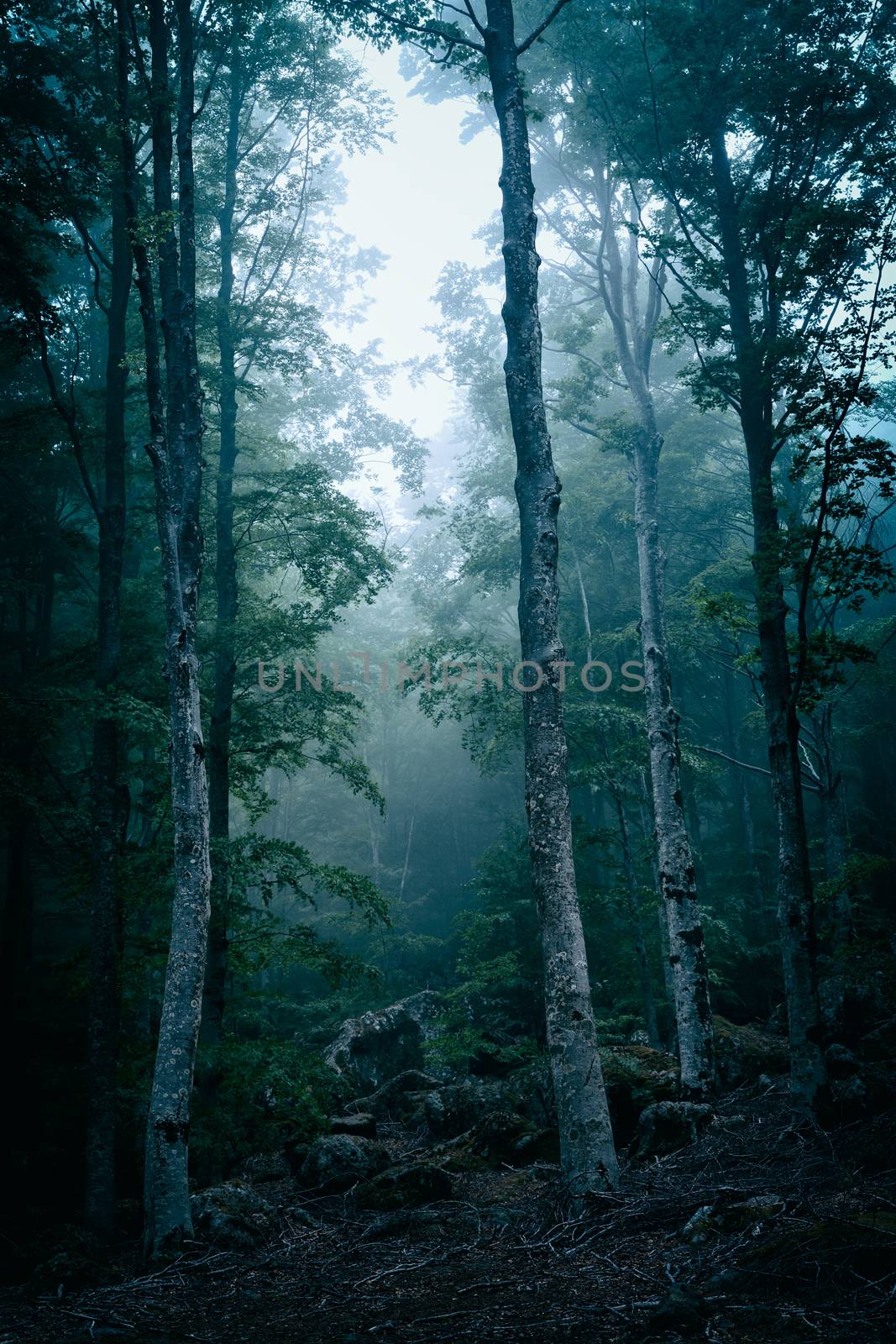 Dark forest with fog in ghostly appearance