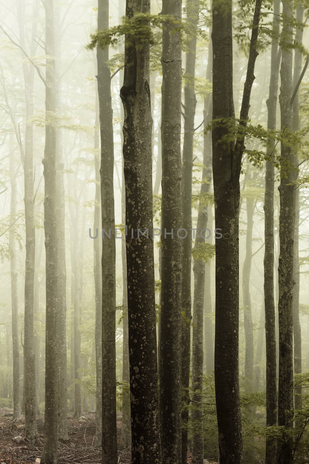 Fog in the forest by LuigiMorbidelli