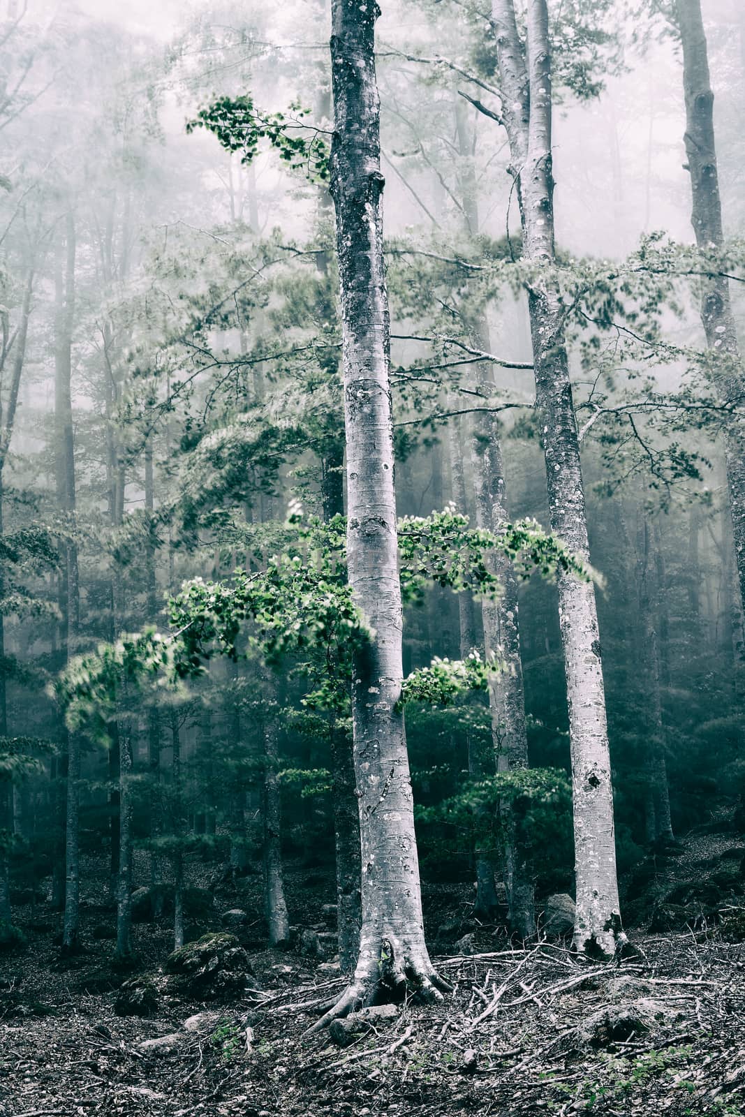 Trees in the forest with fog and wind in desaturated colors