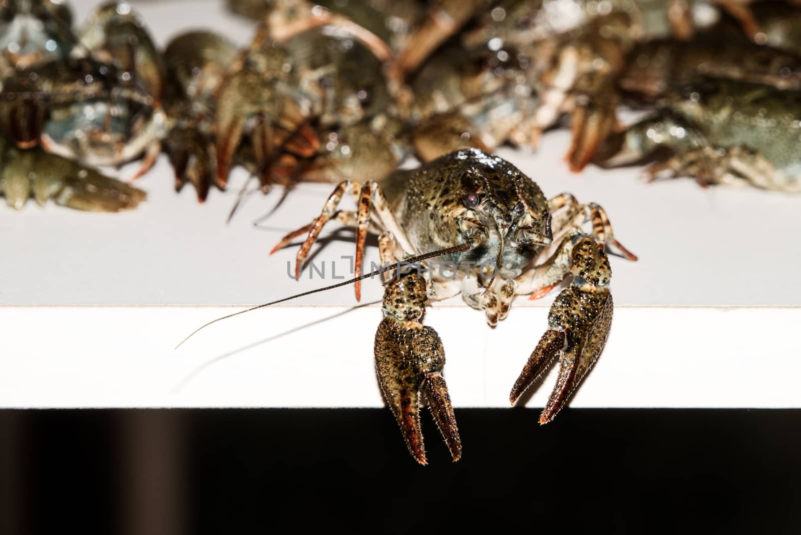 Alive crayfish isolated on white background, live crayfish closeup, fresh crayfish. Beer snacks, river crayfish.