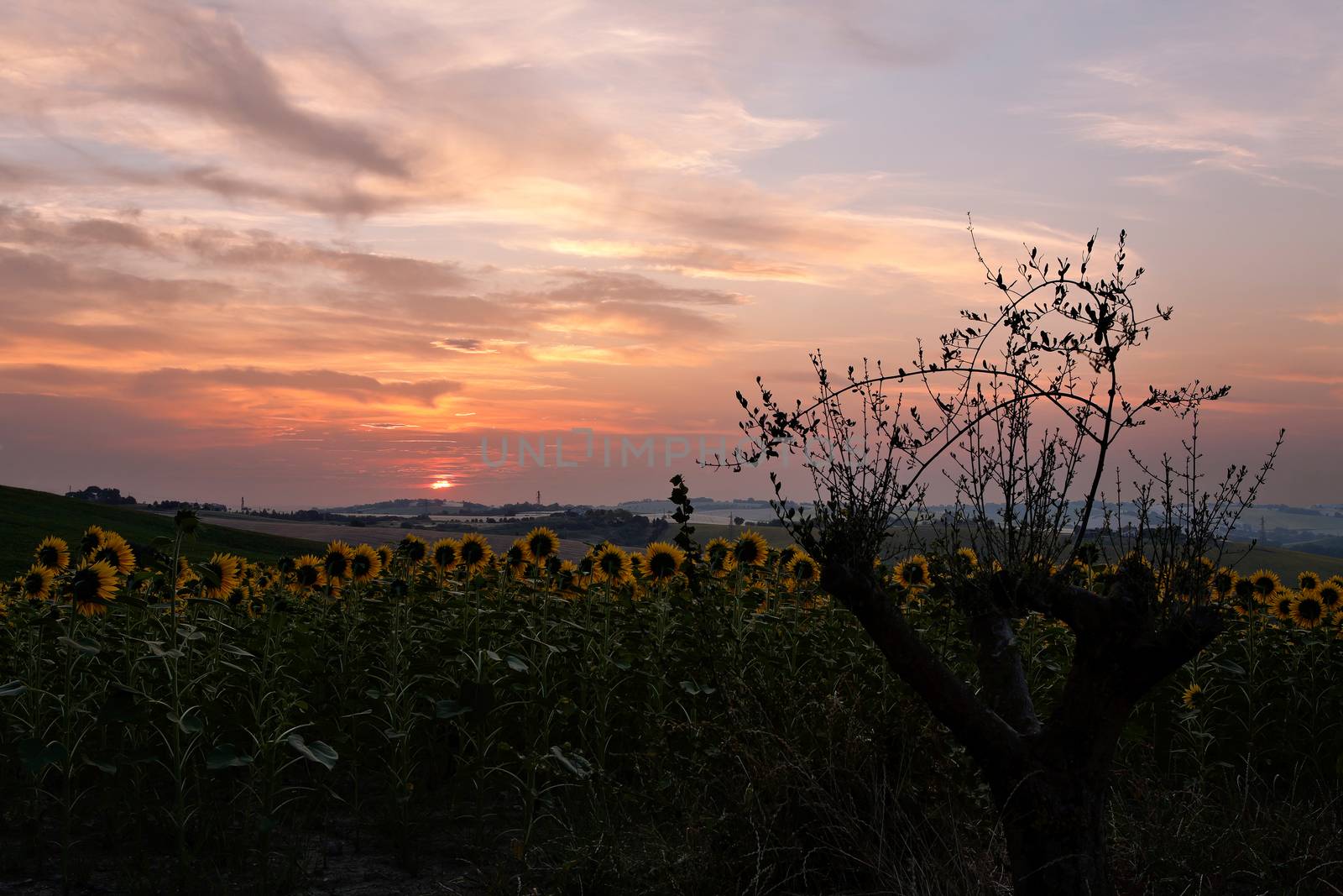 Sunrise in front of a field of sunflowers