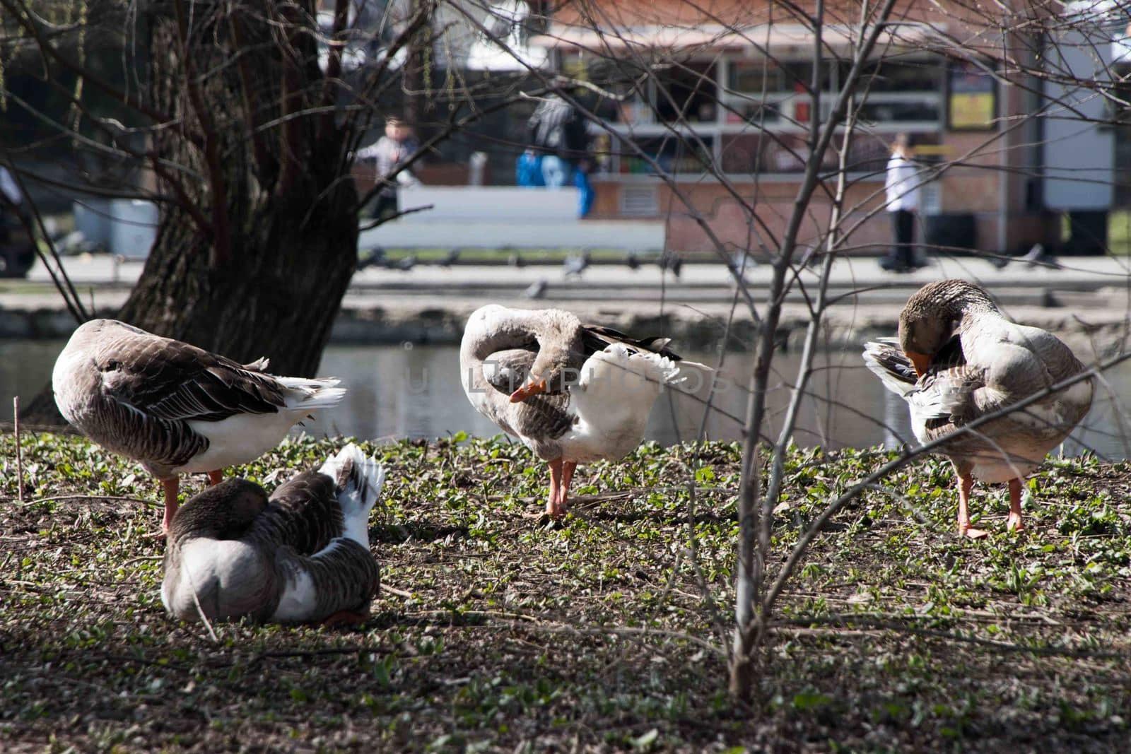 Grey Goose Standing in Backyard Naturally by elina_chernikova