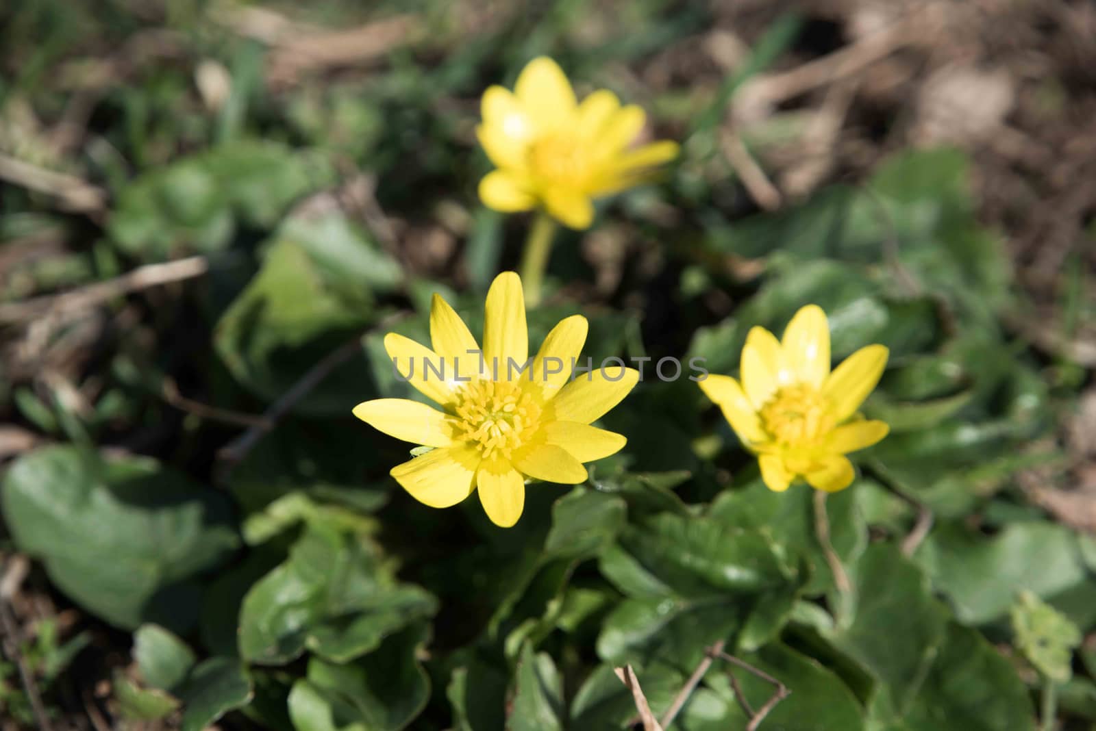 The first flowers in Spring. Yellow flowers. 