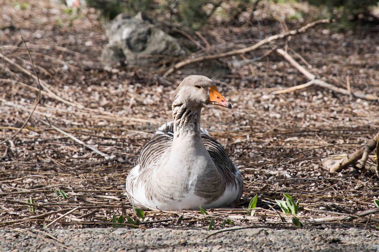Grey Goose Standing in Backyard Naturally. Greylag goose in the meadow.