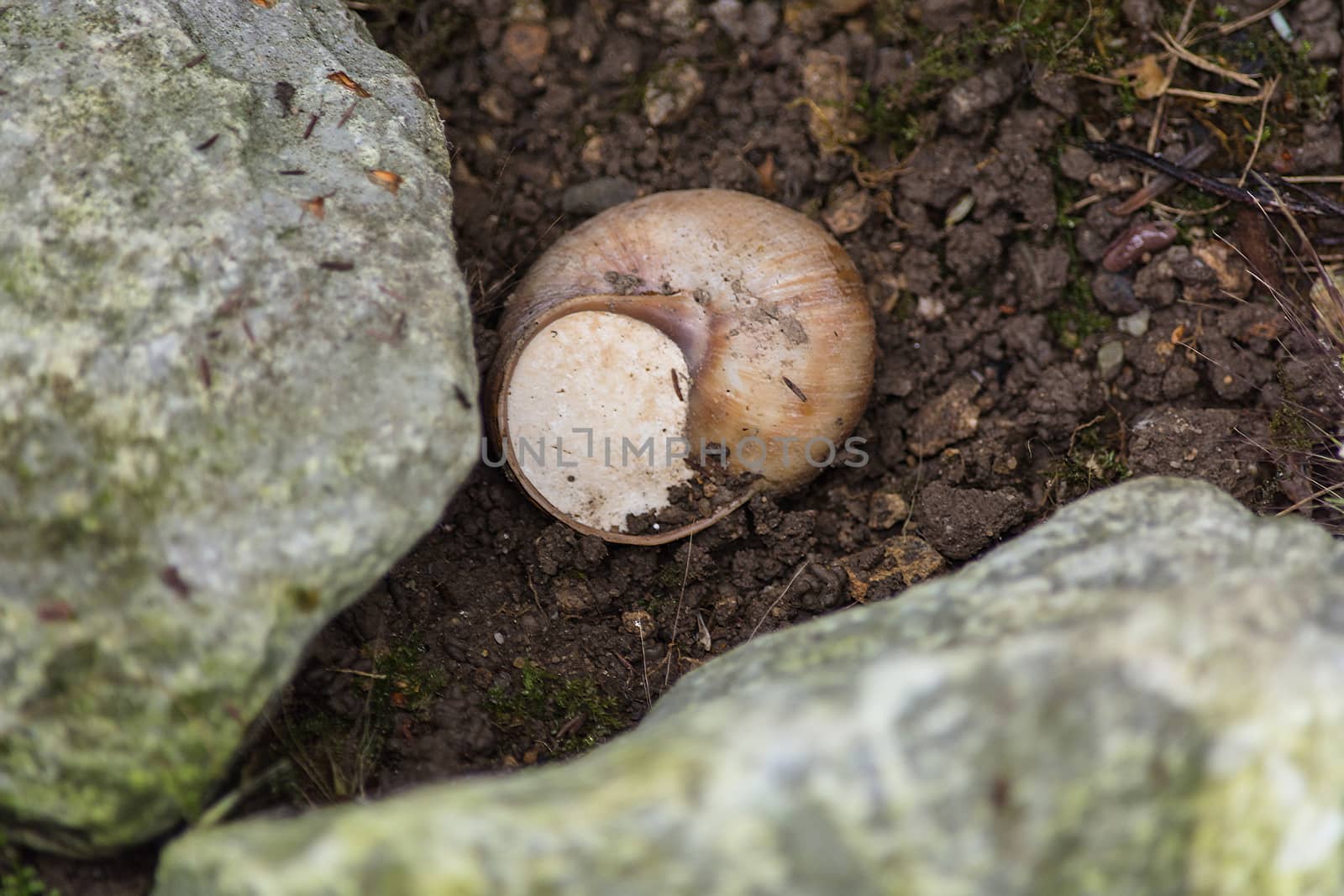 Close-up of vineyard snail in nature retreated in the snail shell.