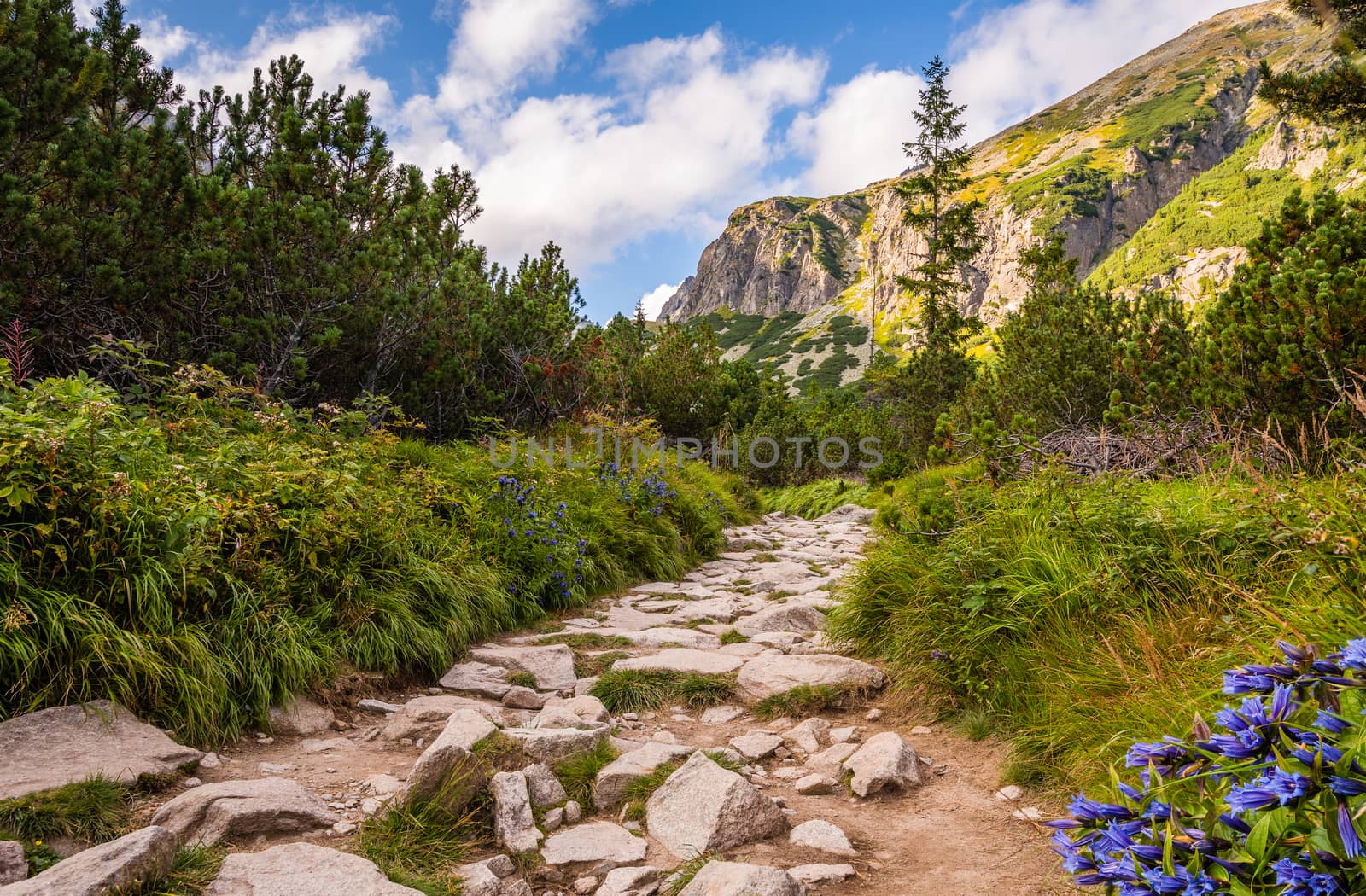 Rocky Hiking Trail in the Mountains on Sunny Day. Mlynicka Valley, High Tatra, Slovakia.
