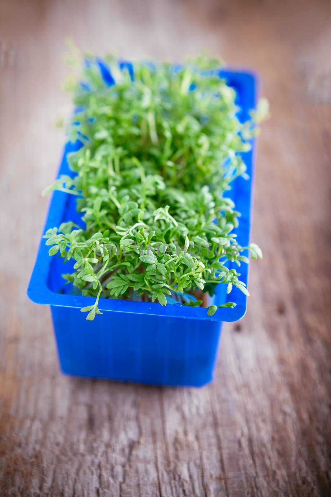 Fresh edible healthy water cress in the box