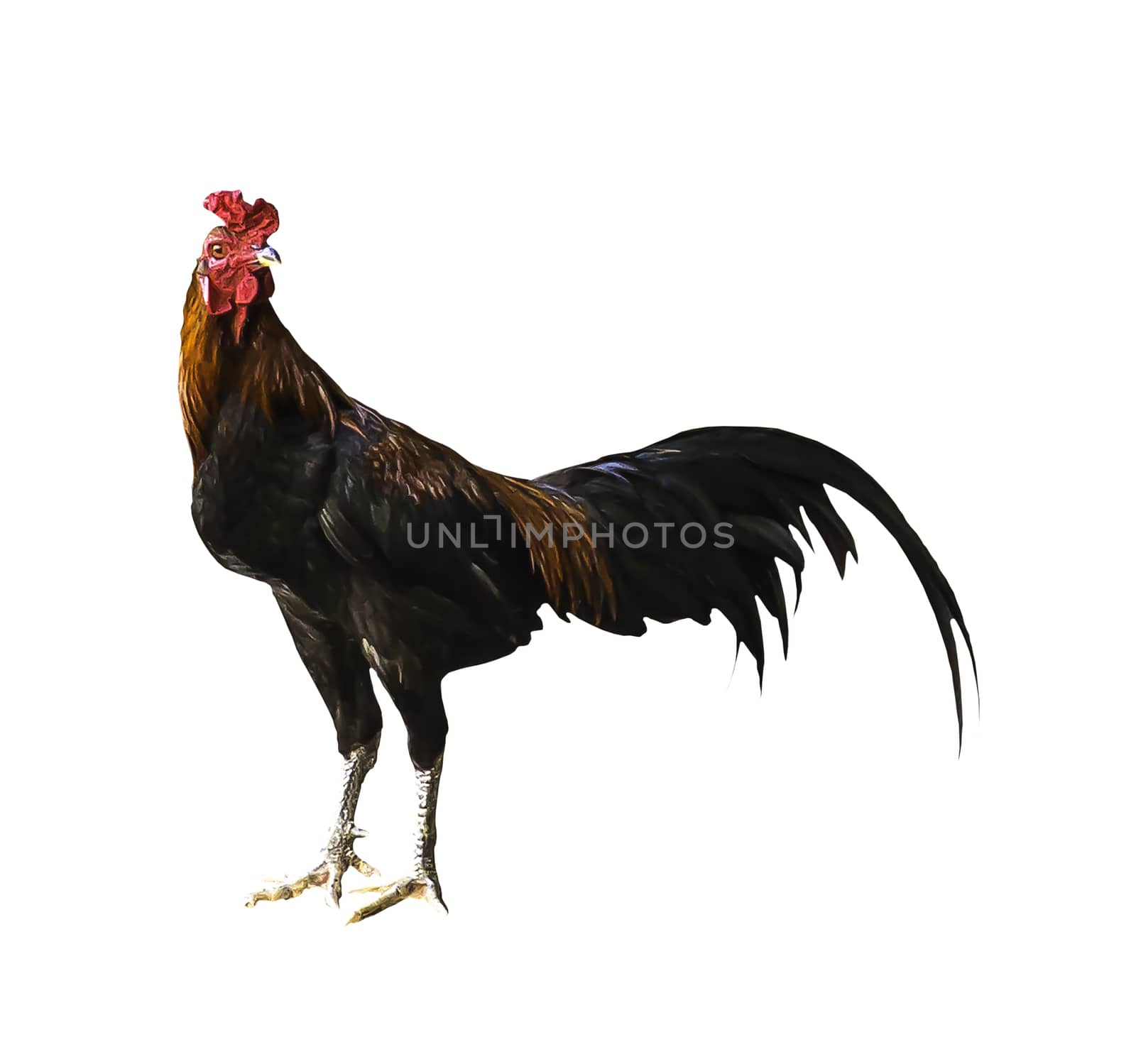 Chicken isolated on white with clipping path