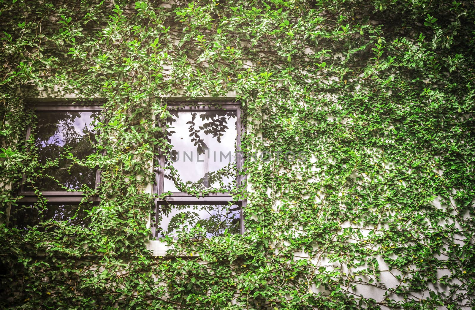 Green leaf covering building wall with windows