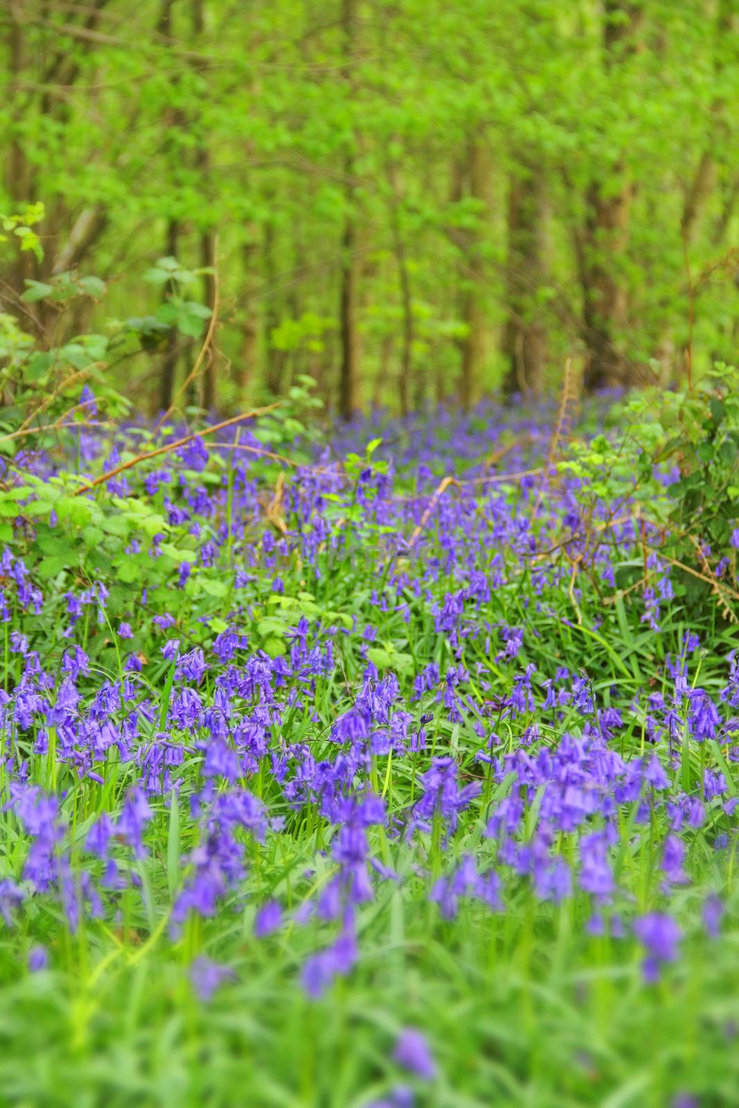 Bluebell flowers in spring forest by destillat
