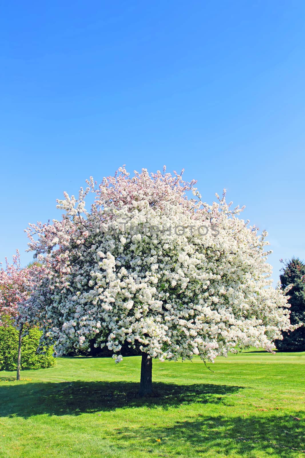Blooming apple tree on green grass over blue sky background