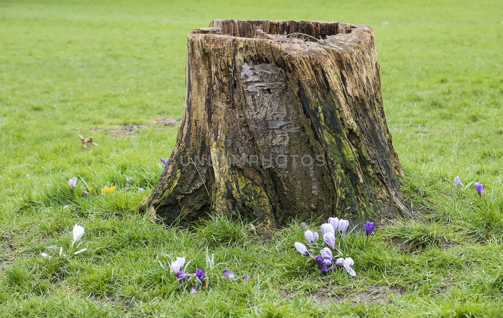 tree stump in grassland by sijohnsen