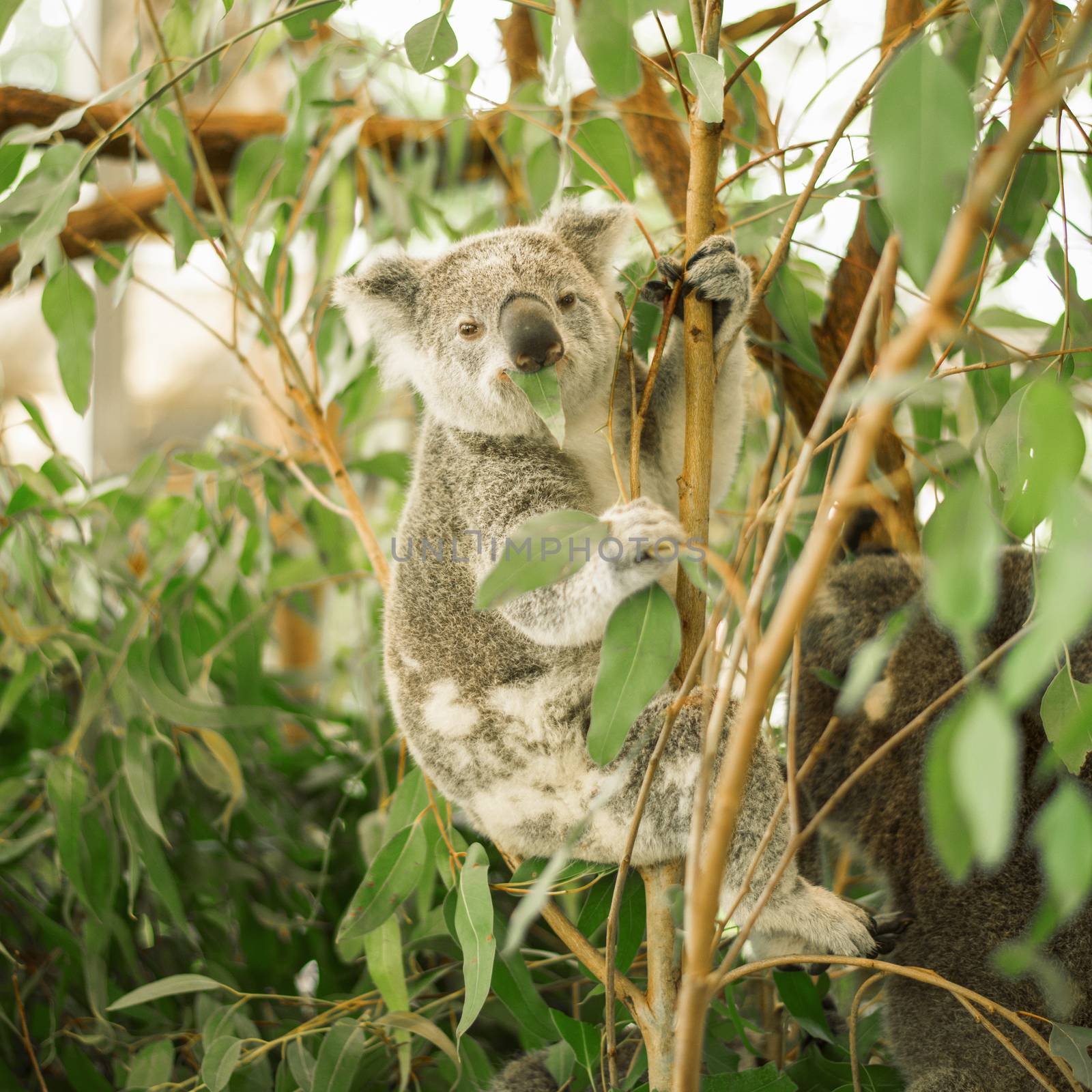 Koala in a eucalyptus tree. by artistrobd