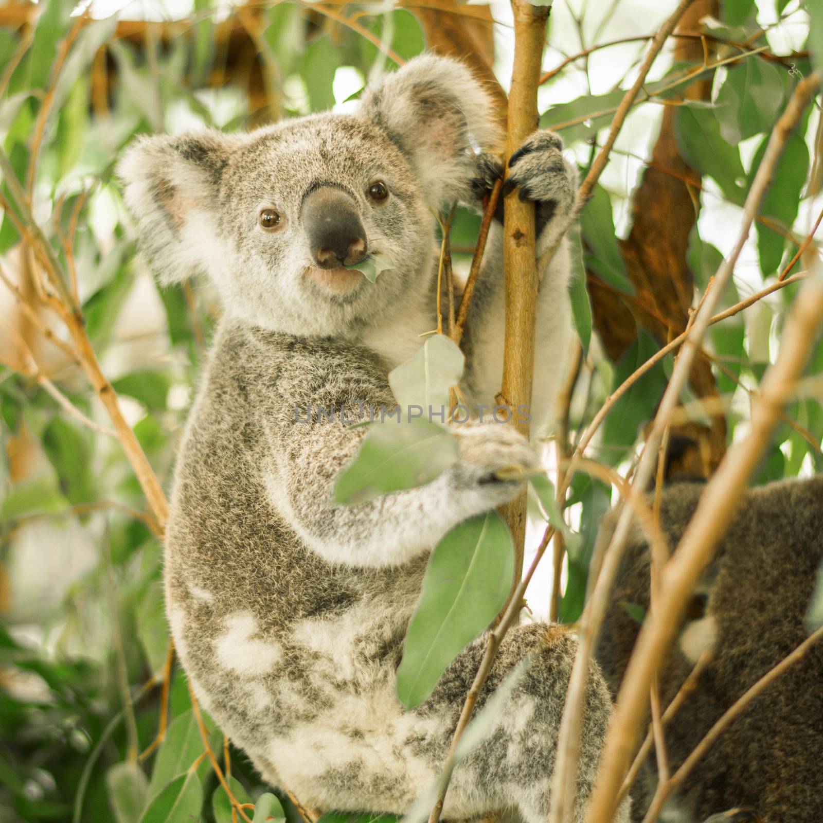 Australian koala outdoors in a eucalyptus tree.