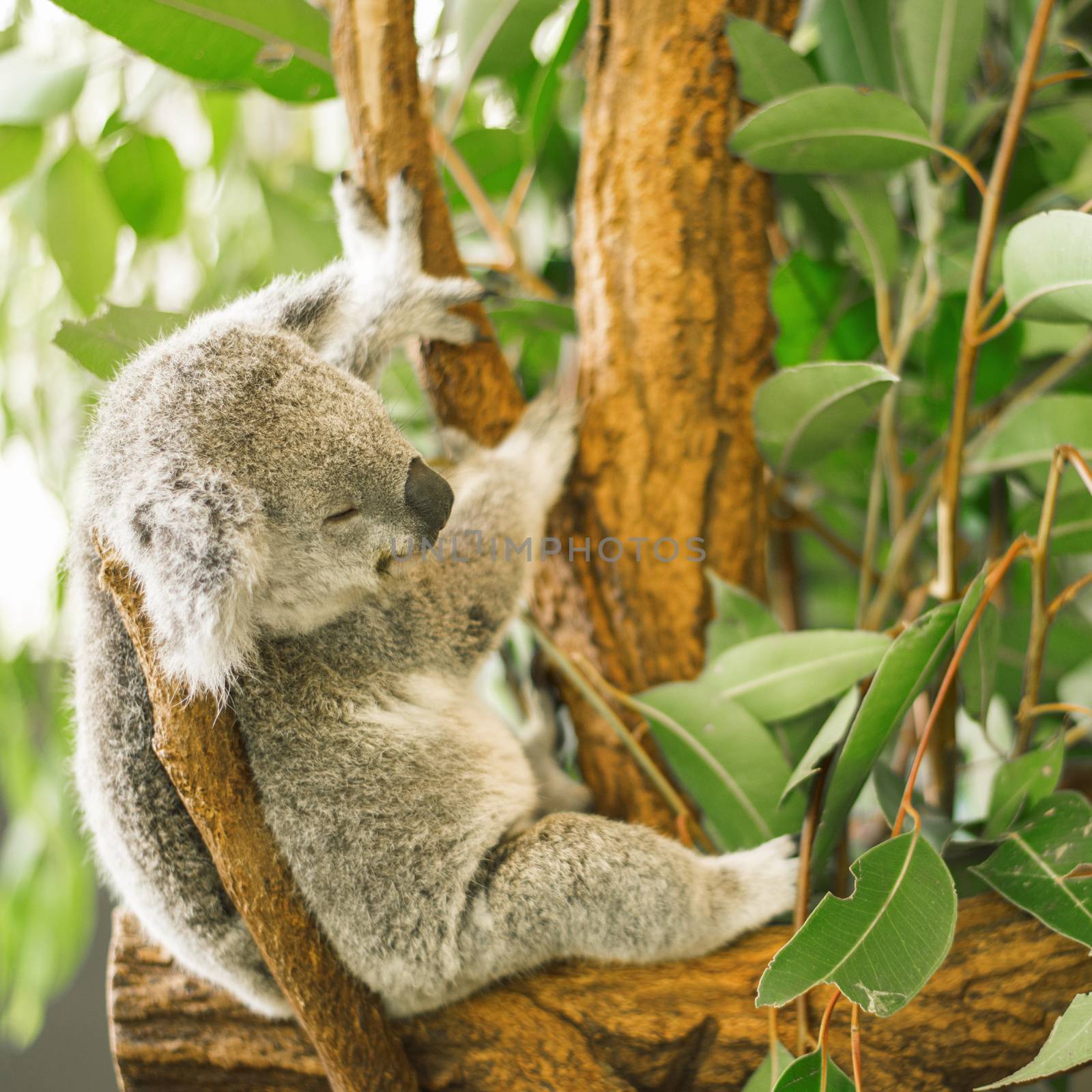 Koala in a eucalyptus tree. by artistrobd