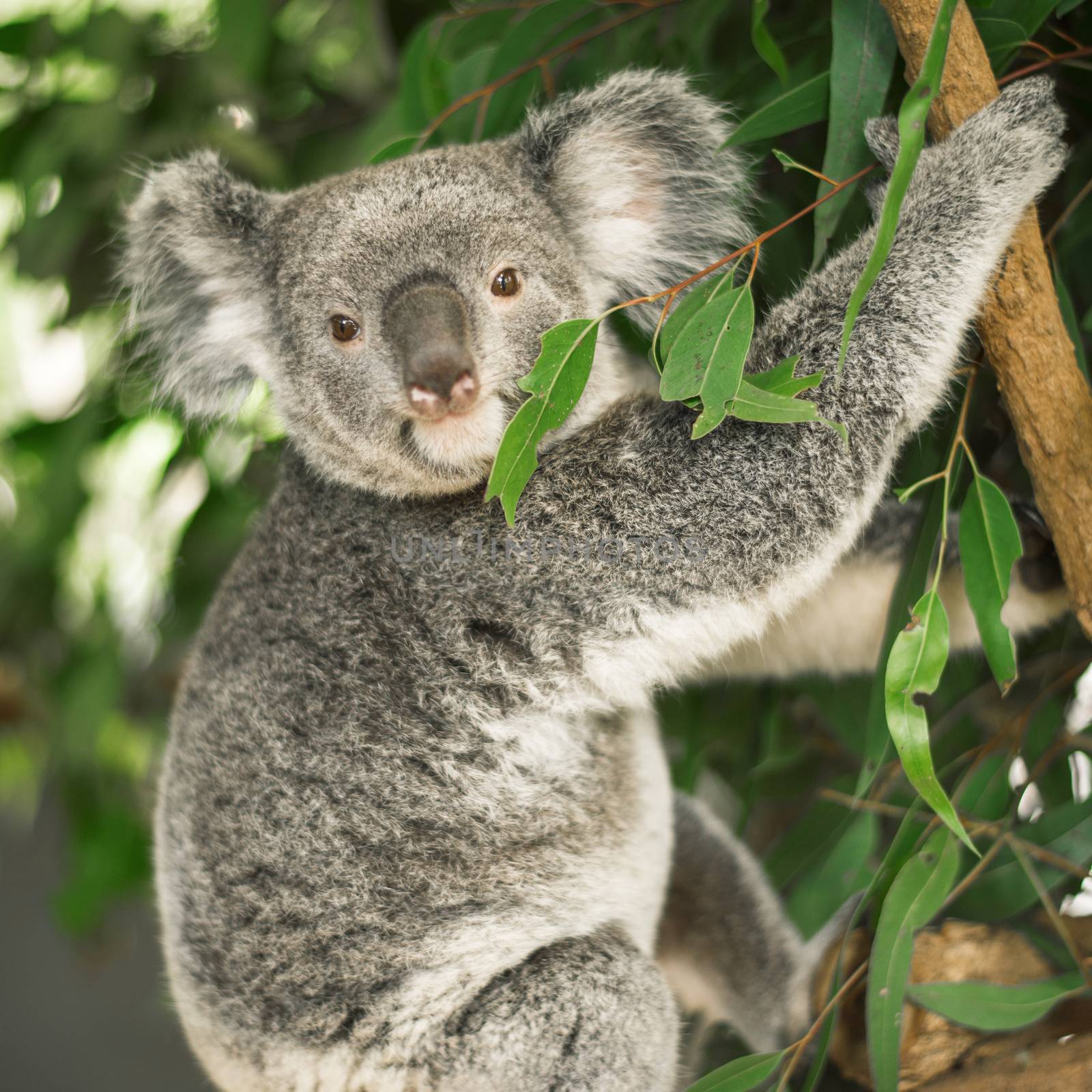 Australian koala outdoors in a eucalyptus tree.