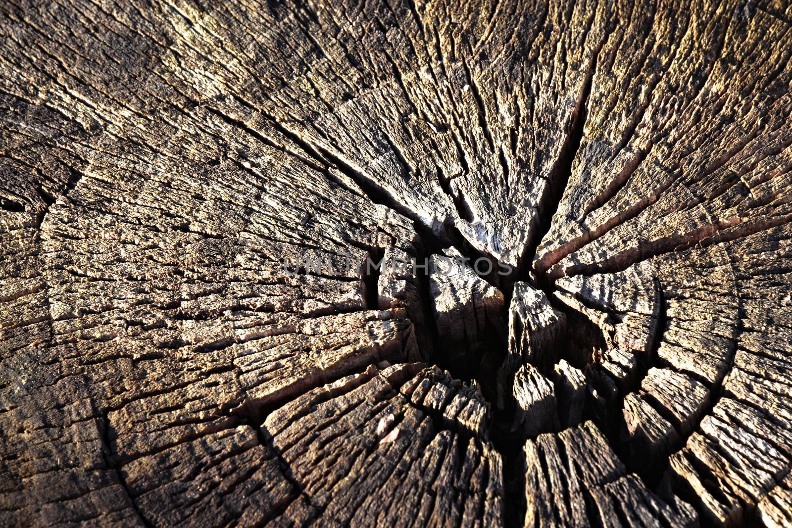 abstract background or texture Old dry stump