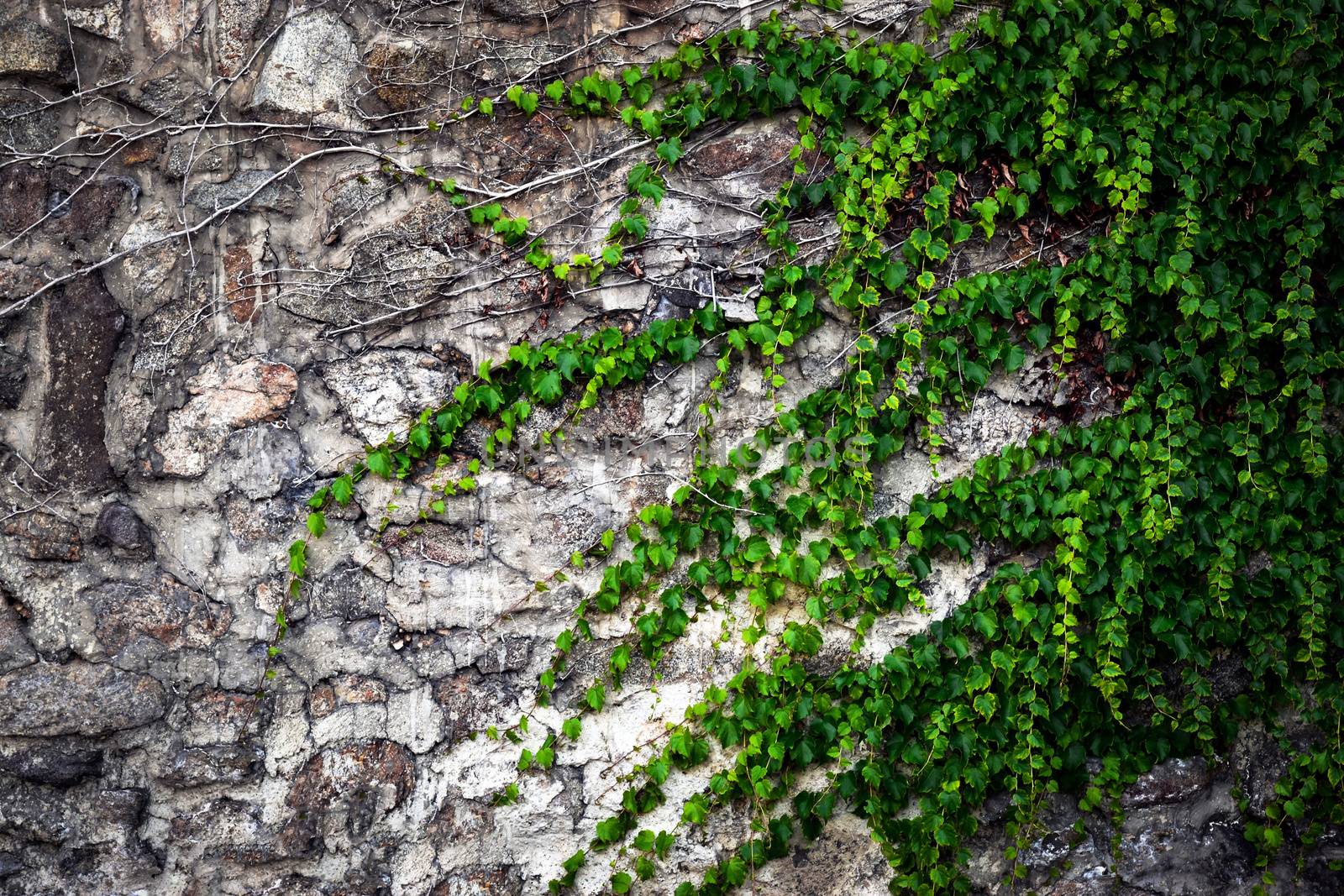 background stone walls overgrown with green ivy