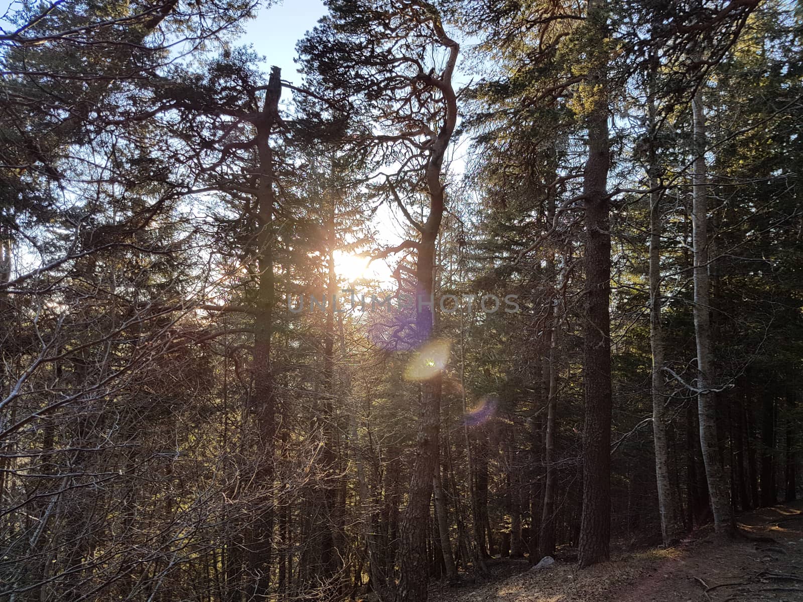 Sun Light Shining Through Trees In Forest
