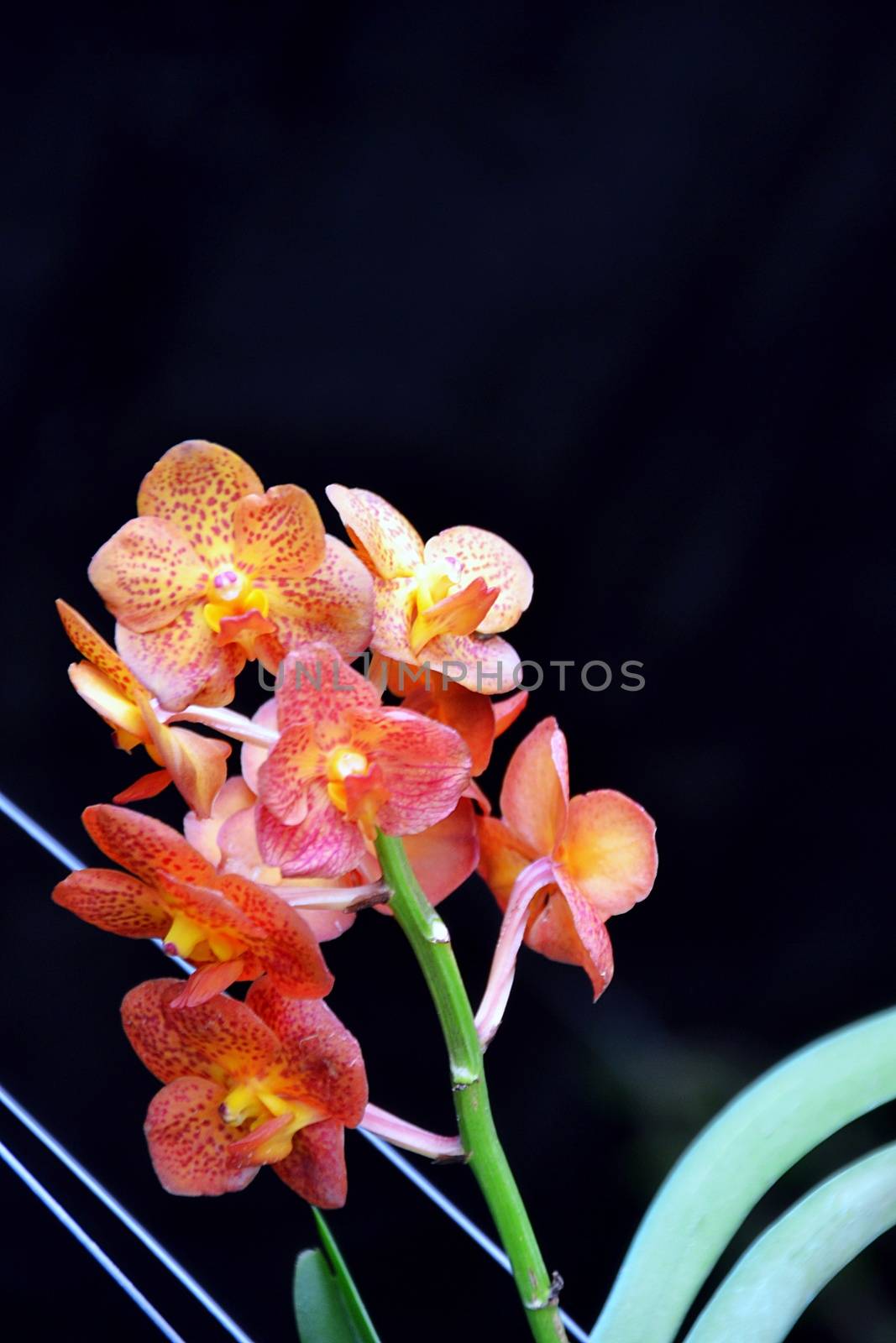 Close Up Orange Orchid Flower in the Dark