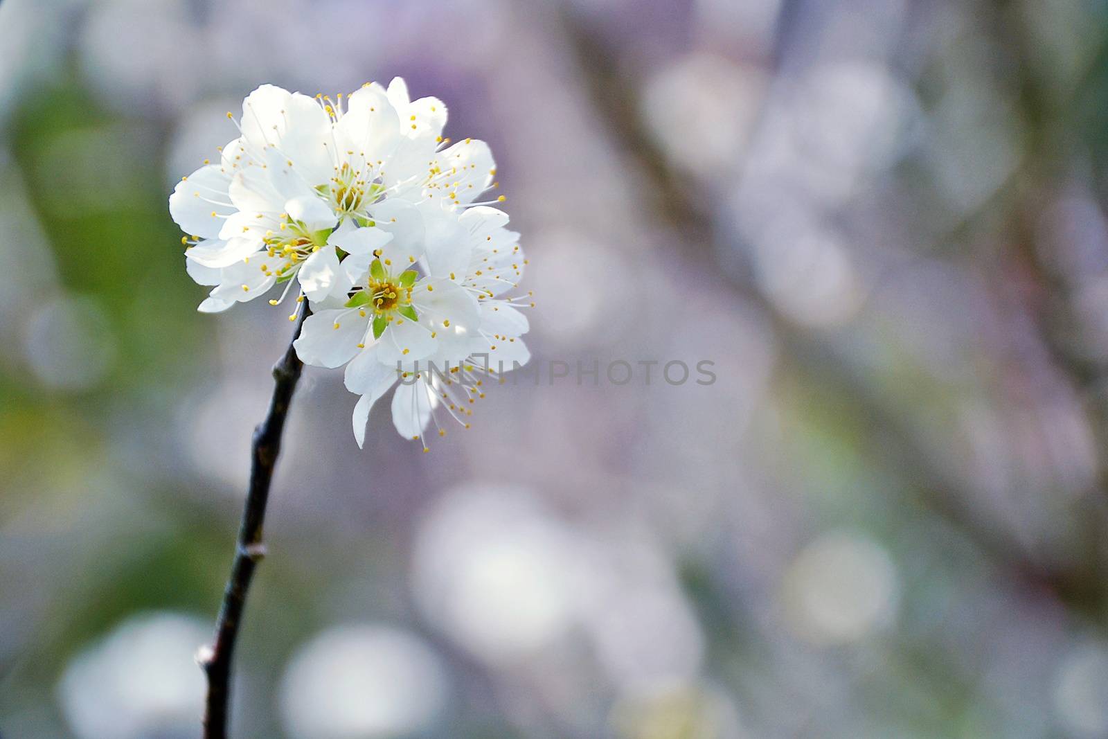 Close Up Beautiful Wild Himalayan Cherry blossom in north of Thailand